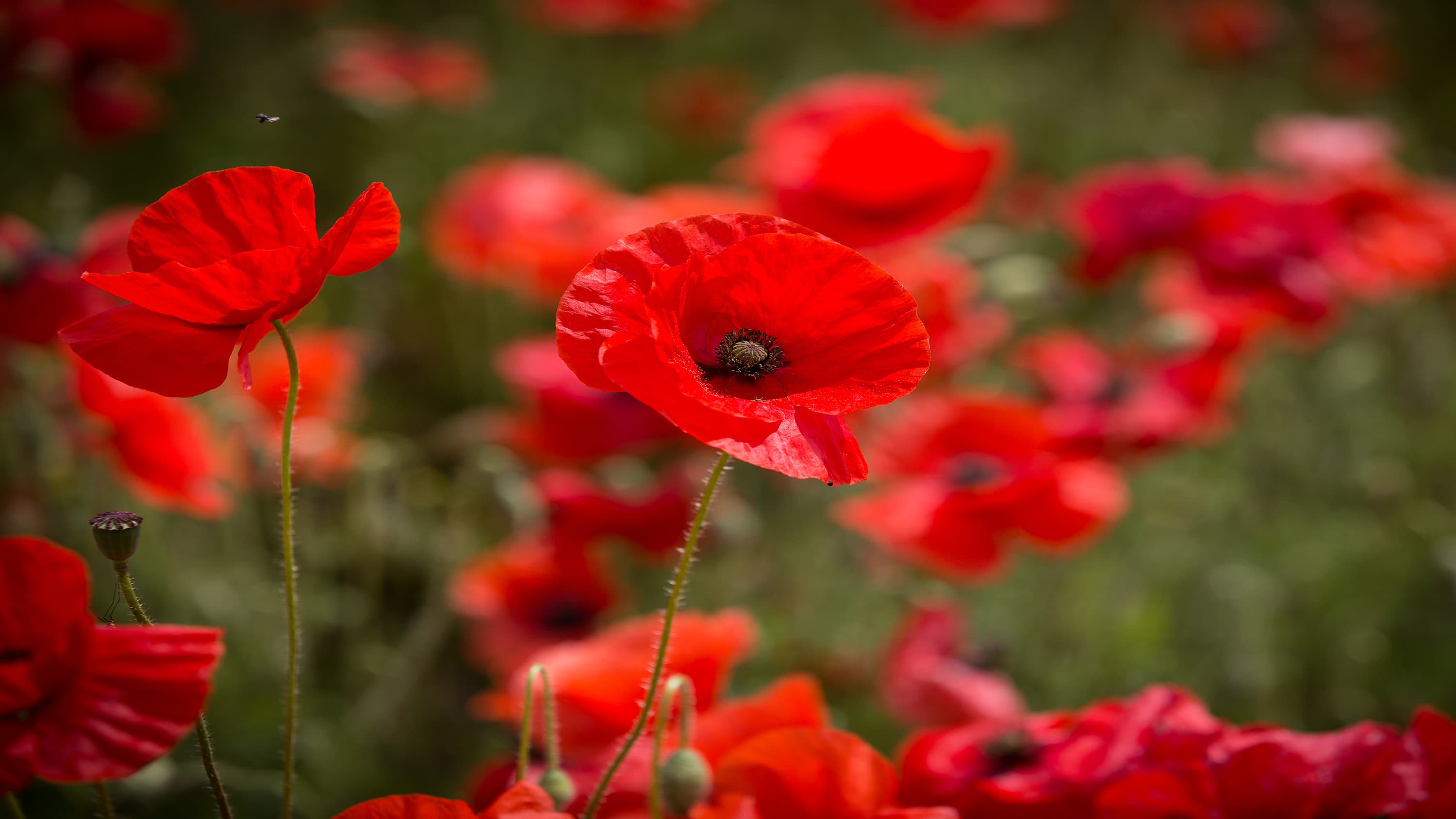 poppy-appeal